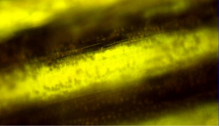 Рис. 1. Оптическая микроскопия движения взвешенных в водной суспензии пузырьков и микрочастиц при включении электрического поля. Направление движения изменяется при изменении знака поля на противоположное. 